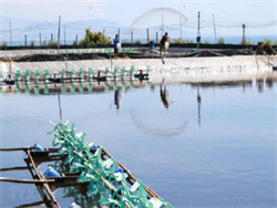 TCVN 13952:2024 yêu cầu chất lượng nước ngọt trong nuôi trồng thủy sản